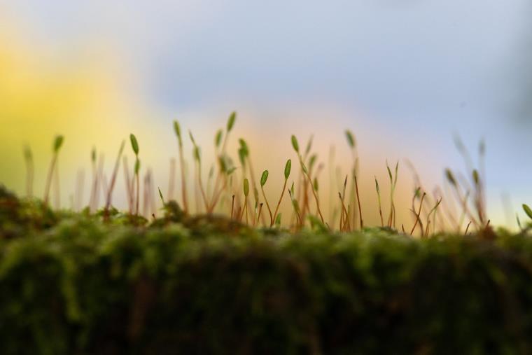 An image of young shoots growing from the ground