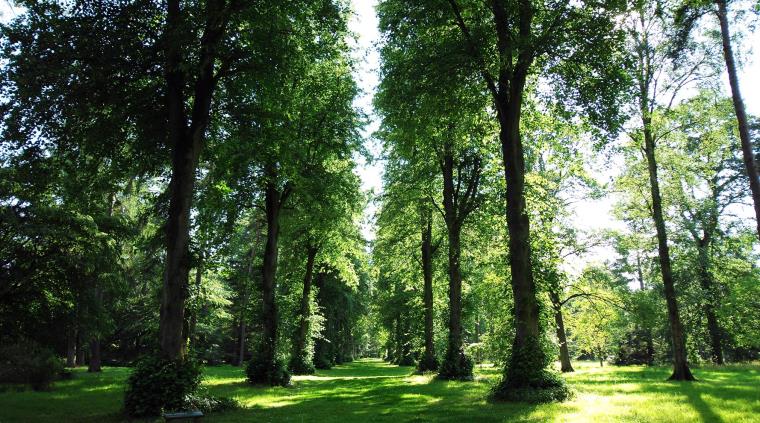 A forest full of tall green trees