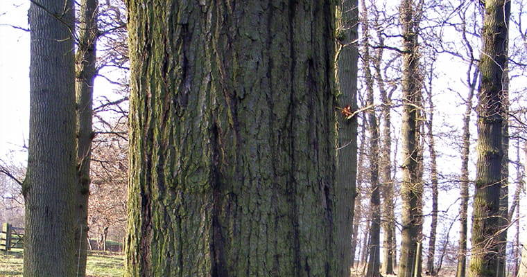 A photo of tree trunks in the woods