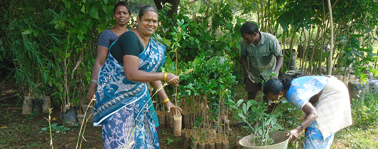 Four people planting trees