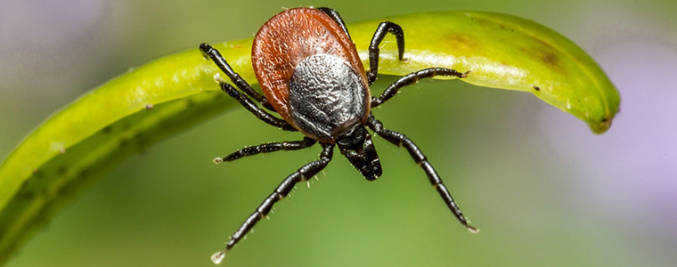 A picture of tickborne
