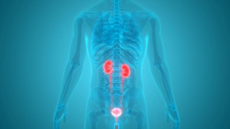 A human anatomy image showing the kidney and the urinary system