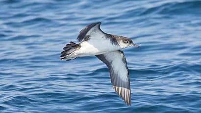 Manx shearwater bird flying over the sea.