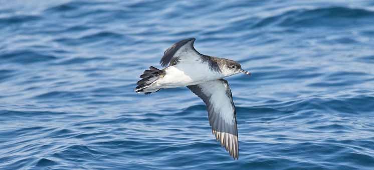 Manx shearwater bird flying over the sea.