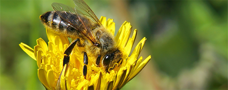 A bee on top of a yellow flower.