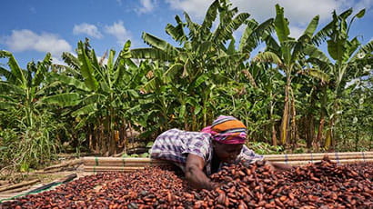 Cocoa farmer with arms plunged into a huge bed of cocoa beans drying in the sun.