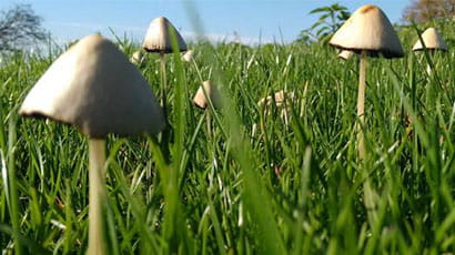 Close up of a white toadstool in a field with several more behind.