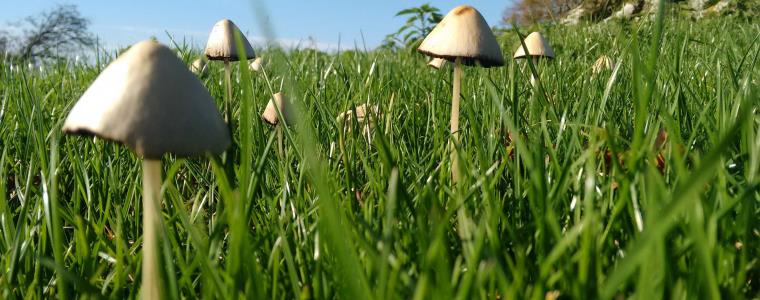 Close up of a white toadstool in a field with several more behind.