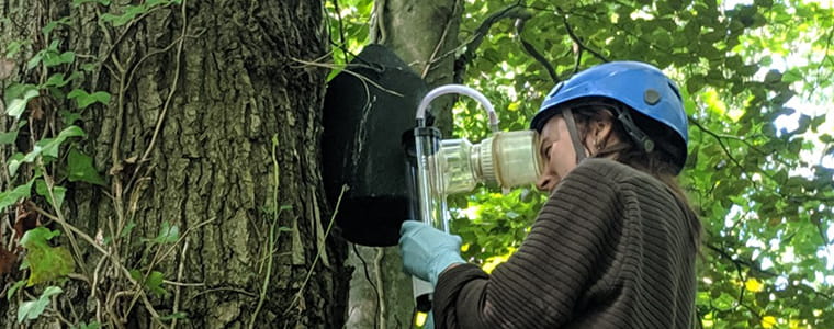 Person in hard hat holding glass equipment up to tree trunk.