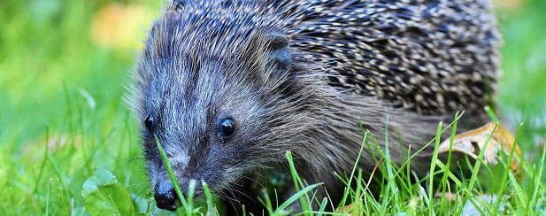 Hedgehog in UK garden.