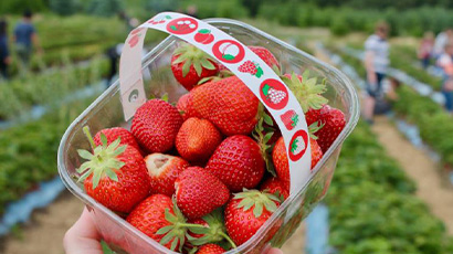 Pack of freshly picked strawberries.