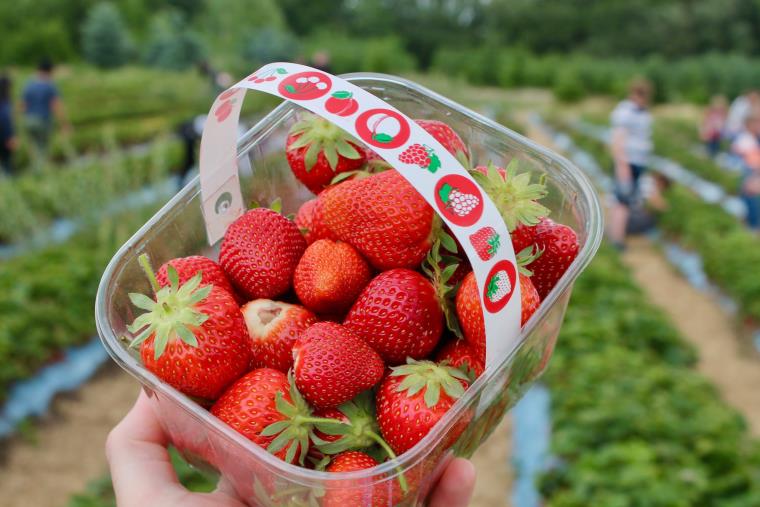 Pack of freshly picked strawberries.