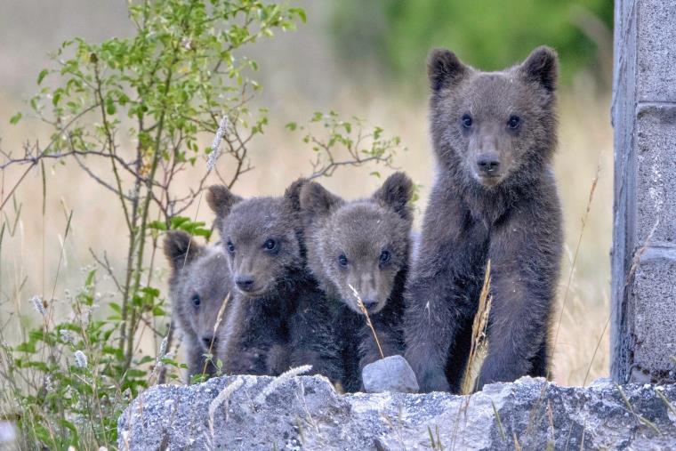 Group of four marsican bear cubs in a row sitting on a rock.