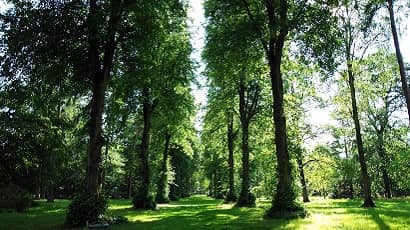 Tilia trees in a forest