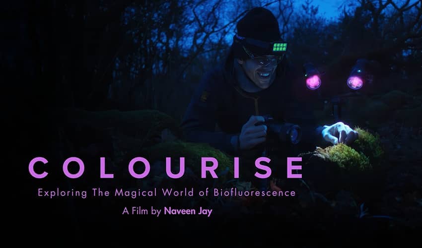 Person using UV lights to photograph glowing biofluorescent organisms at night.