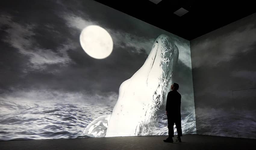 A man stands in an exhibition space looking at an image of a whale on a large screen.