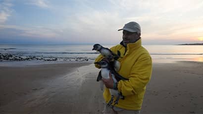 A person wearing a yellow jacket and a hat stands on a beach at sunset, holding two penguins. The background features the ocean, shoreline, and a cloudy sky.