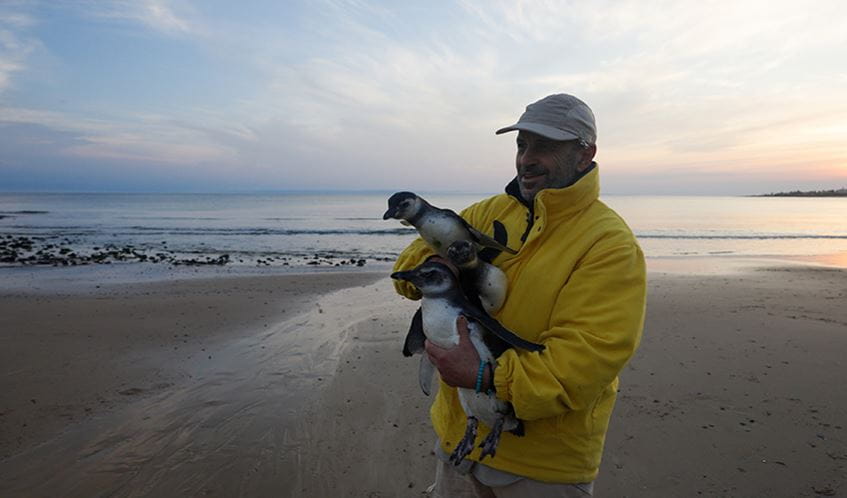 A person wearing a yellow jacket and a hat stands on a beach at sunset, holding two penguins. The background features the ocean, shoreline, and a cloudy sky.