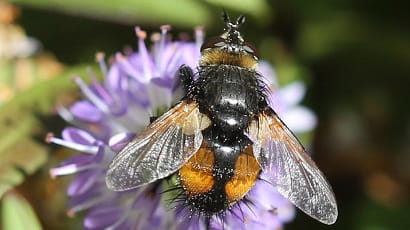 Bee sitting on a flower