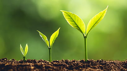 Image of 3 seedlings sprouting from soil in ascending height order from left to right, all against a lighted green background.
