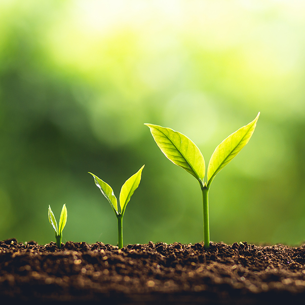 Image of 3 seedlings sprouting from soil in ascending height order from left to right, all against a lighted green background.