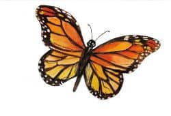 Coloured illustration of a monarch butterfly against a white backdrop.