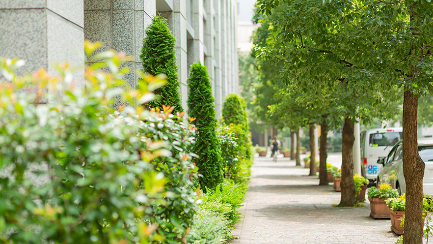 View of a pavement between a building on the left and a row of trees on the right.