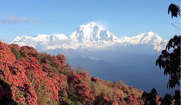 A snow-capped mountain range in the background against a blue sky in Nepal.