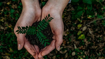 Image depicting an overhead shot of a pair of hands cupping a plant seedling
