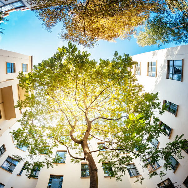 Wide upward angle shot of a tree surrounded by tall white buildings with the sun shining through the leaves. 