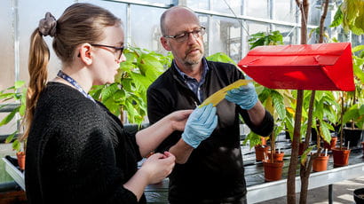 Two scientists looking at plant materials in a greenhouse.