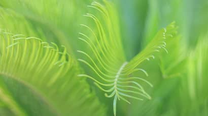Green tropical leaves on blurred greenery background. 