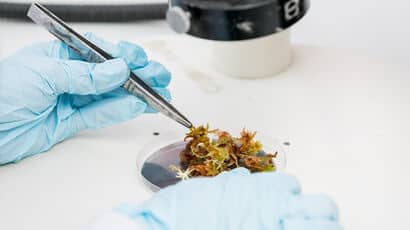 Biologist wearing gloves inspecting a petri dish of organic matter