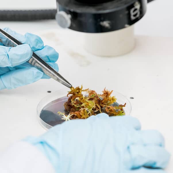 Biologist wearing gloves inspecting a petri dish of organic matter