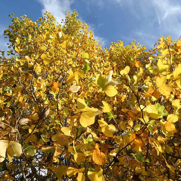 Yellow foliage photographed against a blue sky.