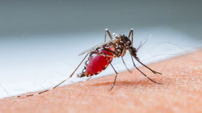 A mosquito drawing blood from human skin.