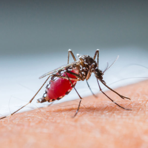 A mosquito drawing blood from human skin.