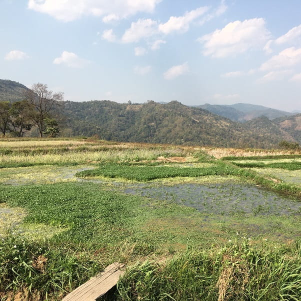 Fields in Laos