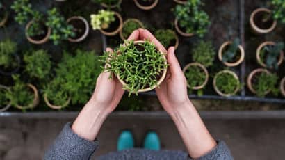 Person in a large greenhouse holding a pot with a plant.