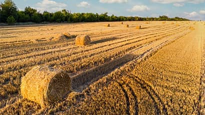 A golden wheat field with haybales scattered throughout