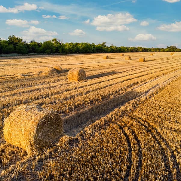 A golden wheat field with haybales scattered throughout