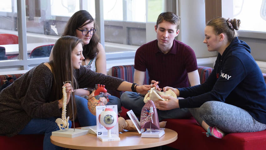 Students in Glenside Library East Wing using anatomical models.