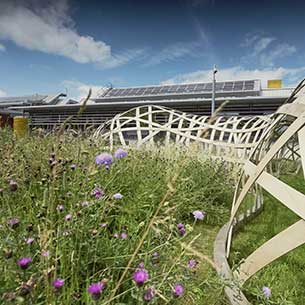 A wildlife meadow on the Frenchay Campus grounds.