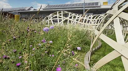 A wildlife meadow on the Frenchay Campus grounds.