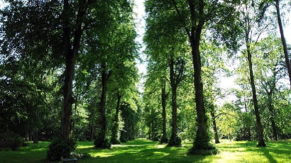 Forest bathing