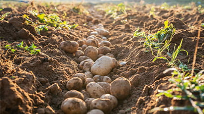 Development of innovative Devon food processing centre to tackle food waste gets UWE Bristol support