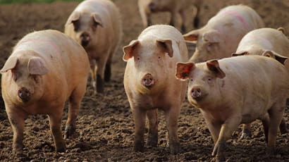 New AI research to revolutionise animal welfare