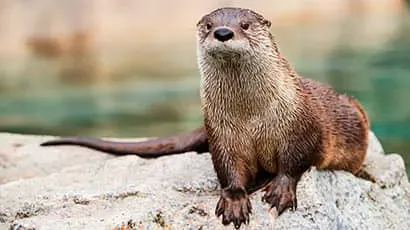 Volunteers experience life as wild animals for pioneering nature conservation project