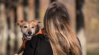 Study reveals emotional turmoil experienced after dog theft is like that of a caregiver losing a child