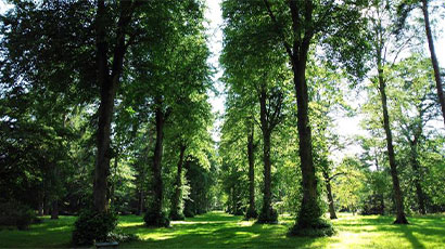 Friends of Westonbirt Arboretum partner with UWE Bristol to part-fund PhD study on risks to lime tree health